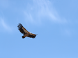 Alpine vulture survey Transect (2019-2020)