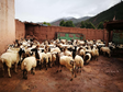 青藏高原家养动物照片（2018-2019）