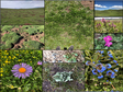 Survey photos of vegetation sample plots for the second comprehensive scientific investigation of the Qinghai-Tibet Plateau in Qilian County (2020)
