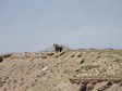 Qinghai wild yak, Tibetan antelope and brown bear distribution and habitat survey data set (2021)