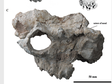 中国的半麝化石揭示牛总科动物角的早期演化（论文原文及化石图像数据）