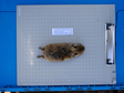 Qinghai small mammal sample resource data set (2021)