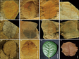 西藏芒康晚始新世高山栎组化石的发现及其生物地理学意义（植物化石图像，2021）