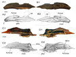 Revisit of Hsianwenia wui (Cyprinidae: Schizothoracinae) from the Pliocene of Qaidam Basin