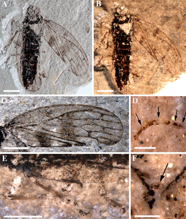 Data of new species of sinoalid from the Middle to Late Jurassic of Daohugou