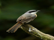 喜马拉雅地区考察鸟类观测数据（2020年9月）