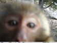 四川小型兽类标本、组织样本，西藏红外相机照片数据集（2021）