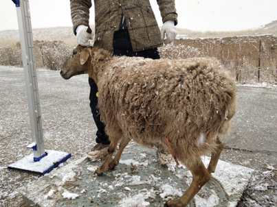 Collection of Tibetan Sheep Germplasm Resources in Gannan Tibetan Autonomous Prefecture, Gansu Province (2020)