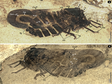 青藏高原中部最早的始新世蜡蝉科化石记录（论文原文及化石图像数据）