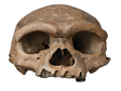 Massive cranium from Harbin establishes a new Middle Pleistocene human lineage in China