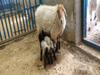 青藏高原绵羊产羔记录数据集（2019-2020）