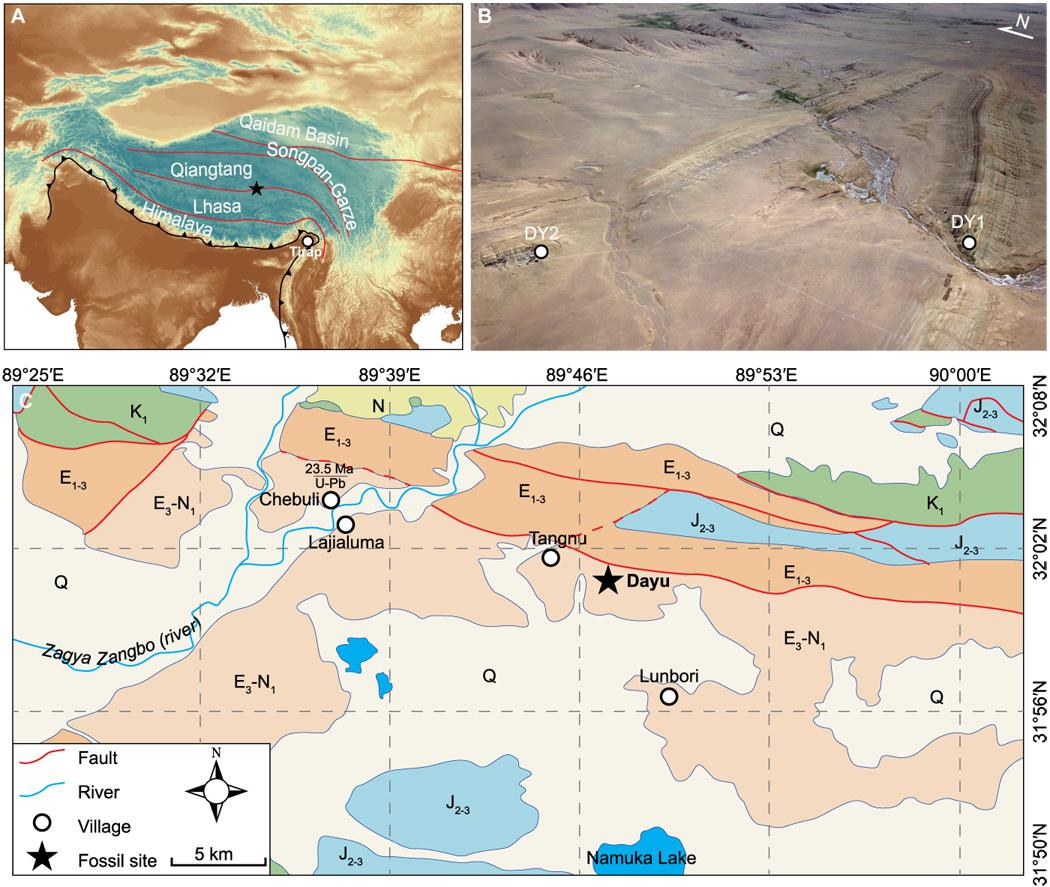 Fossil Records of Palms of the Lunpola Basin, central Tibetan Plateau (2019)