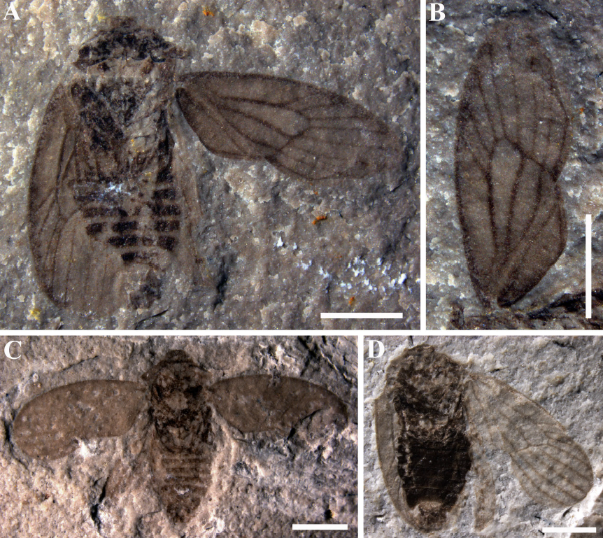 Data of new progonocimicid bug from the Middle to Late Jurassic at Daohugou, Inner Mongolia