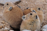 Information table of tissue samples of plateau pika from Gonghe County, Guinan County and Maqin County, Hainan Prefecture, Qinghai Province (2020)