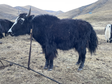 Tibet yak tissue sample photo video data set (2021-2022)