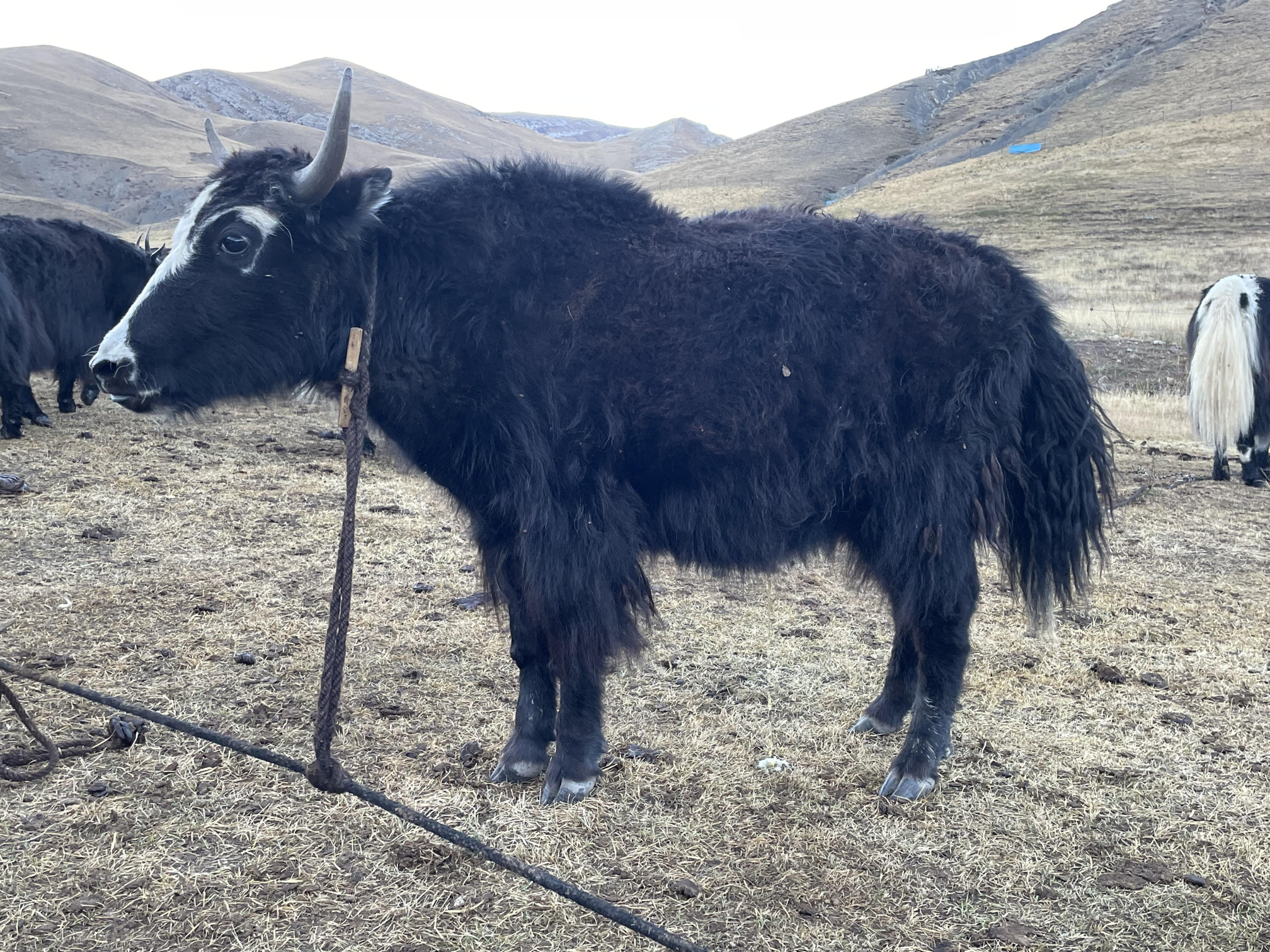 西藏牦牛组织样品照片视频数据集（2021-2022）