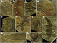 Rcords of herbivore damage patterns on leaves fossil of plant assemblages in southeastern margin of the Qinghai-Tibetan Plateau (2020)