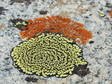 Information and Photos of Lichen Specimens on the Tibetan Plateau (2019-2020)